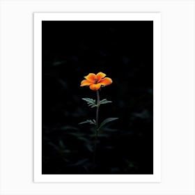 Single Flower In The Dark 8 Art Print