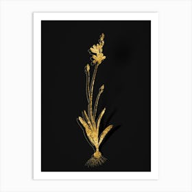 Vintage Mossel Bay Tritonia Botanical in Gold on Black n.0195 Art Print