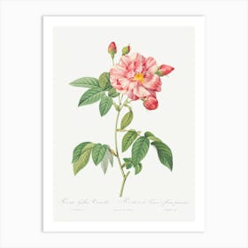 Rosa Mundi, French Rosebush With Varigated Flowers, Pierre Joseph Redoute Art Print