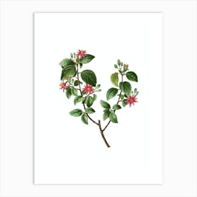 Vintage Crossberry Botanical Illustration on Pure White n.0928 Art Print