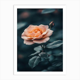 Rose In The Dark 27 Art Print