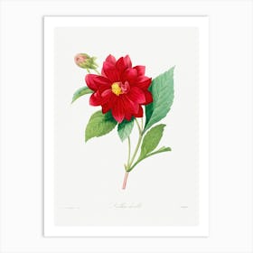 Dahlia Double, Pierre Joseph Redoute Art Print