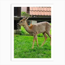 Deer In The Grass Art Print