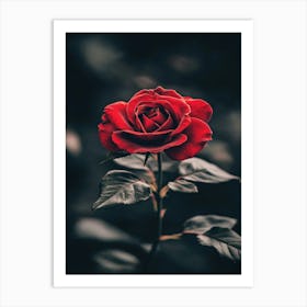 Red Rose Art Print