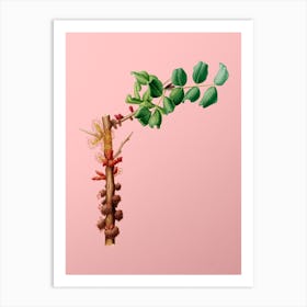 Vintage Carob Flower Botanical on Soft Pink n.0878 Art Print