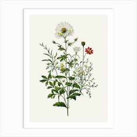 Vintage Botanical Galleria Style Wildflower Painting 36 Art Print