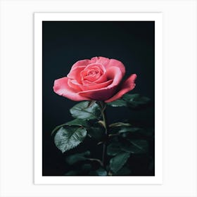 Pink Rose On Black Background 6 Art Print