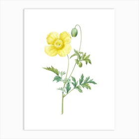 Vintage Welsh Poppy Botanical Illustration on Pure White n.0810 Art Print