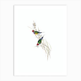 Vintage Beautiful Grass Finch Bird Illustration on Pure White n.0311 Art Print