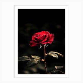 Red Rose 44 Art Print