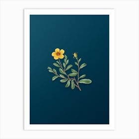 Vintage Sweetbriar Rose Botanical Art on Teal Blue n.0849 Art Print