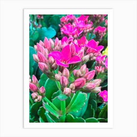 Pink Succulents Art Print