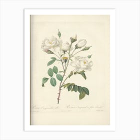 Rose Illustration, Pierre Joseph Redoute (5) Art Print