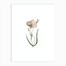 Vintage Satiny Calochortus Flower Botanical Illustration on Pure White Art Print