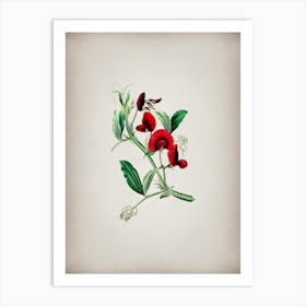 Vintage Tangier Pea Flower Botanical on Parchment n.0746 Art Print