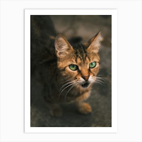 Cat With Green Eyes Art Print