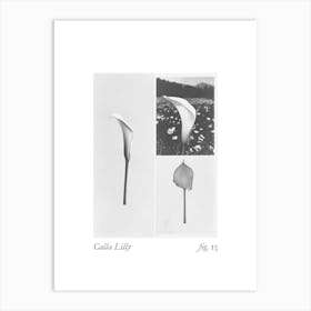 Calla Lilly Botanical Collage 1 Art Print