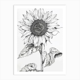 Sunflower Art Print