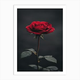 Single Red Rose On Dark Background Art Print