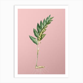 Vintage Angular Solomon's Seal Botanical on Soft Pink n.0926 Art Print