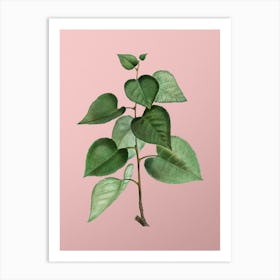 Vintage Quaking Aspen Botanical on Soft Pink n.0529 Art Print