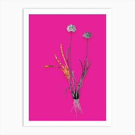 Vintage Allium Carolinianum Black and White Gold Leaf Floral Art on Hot Pink n.1218 Art Print