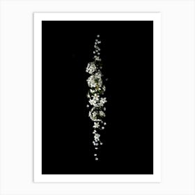 White Flowers On A Black Background Art Print