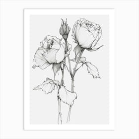 English Rose Black And White Line Drawing 12 Art Print