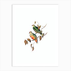 Vintage Ewing's Fruit Pigeon Bird Illustration on Pure White n.0161 Art Print