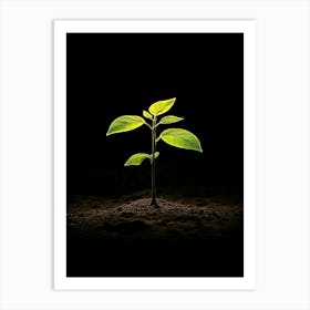 Small Green Plant On Black Background 25 Art Print