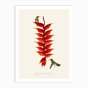 Hummingbird & Lobster plant Art Print