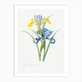 Spanish Iris, Pierre Joseph Redoute Art Print