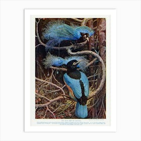 Blue And White Kingfisher Art Print