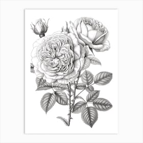 Rose With Dewdrops Line Drawing 1 Art Print