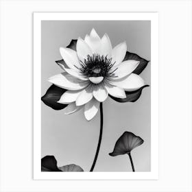 Lotus B&W Pencil 2 Flower Art Print