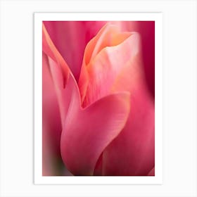 Pink Tulips 8 Art Print