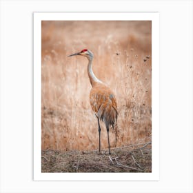 Sandhill Crane Art Print