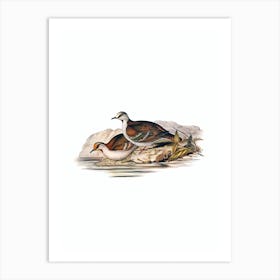 Vintage Brush Bronze Winged Pigeon Bird Illustration on Pure White n.0201 Art Print