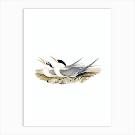 Vintage Bass's Straits Tern Bird Illustration on Pure White n.0267 Art Print