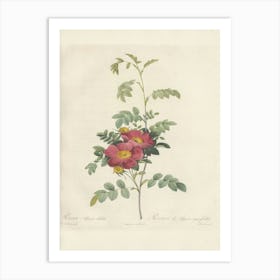 Rose Illustration, Pierre Joseph Redoute (75) Art Print