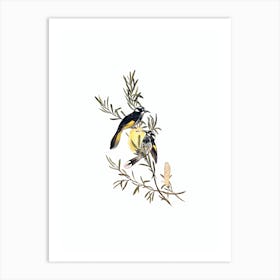 Vintage New Holland Honeyeater Bird Illustration on Pure White n.0112 Art Print