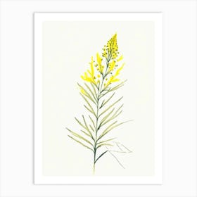Goldenrod Herb Minimalist Watercolour Art Print