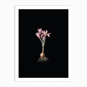 Vintage Autumn Crocus Botanical Illustration on Solid Black n.0010 Art Print