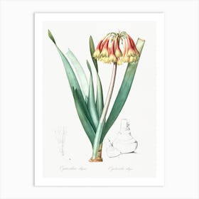 Knysna Lily Illustration From Les Liliacées, Pierre Joseph Redouté Art Print