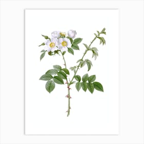 Vintage White Flowered Rose Botanical Illustration on Pure White Art Print