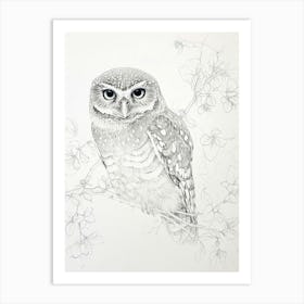 Northern Pygmy Owl Drawing 1 Art Print
