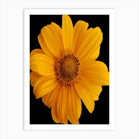 Yellow Daisy Art Print