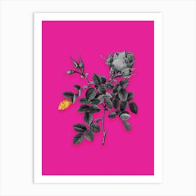 Vintage Dwarf Damask Rose Black and White Gold Leaf Floral Art on Hot Pink n.0375 Art Print