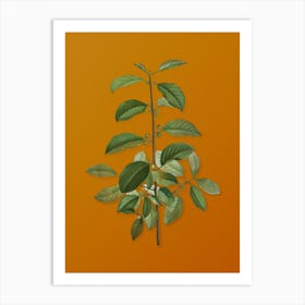 Vintage Alder Buckthorn Botanical on Sunset Orange Art Print
