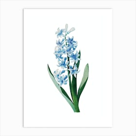 Vintage Dutch Hyacinth Botanical Illustration on Pure White n.0820 Art Print